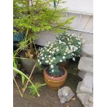 TWO DECORATIVE TERRACOTTA POTS WITH CONTENTS OF ARGYRANTHEMUM (DAISY BUSH)