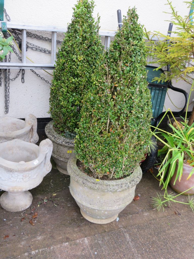 TWO LARGE STONE PLANTERS WITH BUSHES