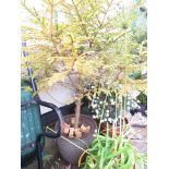 LARGE RIBBED POT WITH CONTENTS OF FIR TREE