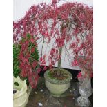 LARGE CIRCULAR STONE PLANTER CONTAINING ACER TREE