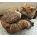 Taxidermy fox with label of Ann and John Burton Natural Craft Taxidermy