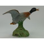 Spode model of a Mallard duck rising, h