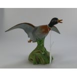 Spode model of a Mallard duck rising, he