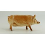 Beswick Tamworth pig G215