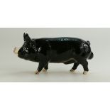 Beswick Berkshire Boar model No.