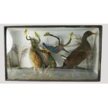 Cased taxidermy birds to include corn crake, kingfisher and moor hen,