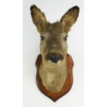 Mounted taxidermy deers head,