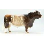 Beswick Shorthorn bull 1504