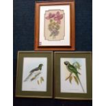 A pair of coloured gilt framed parrot prints after Gould & Richter, with green mounts;