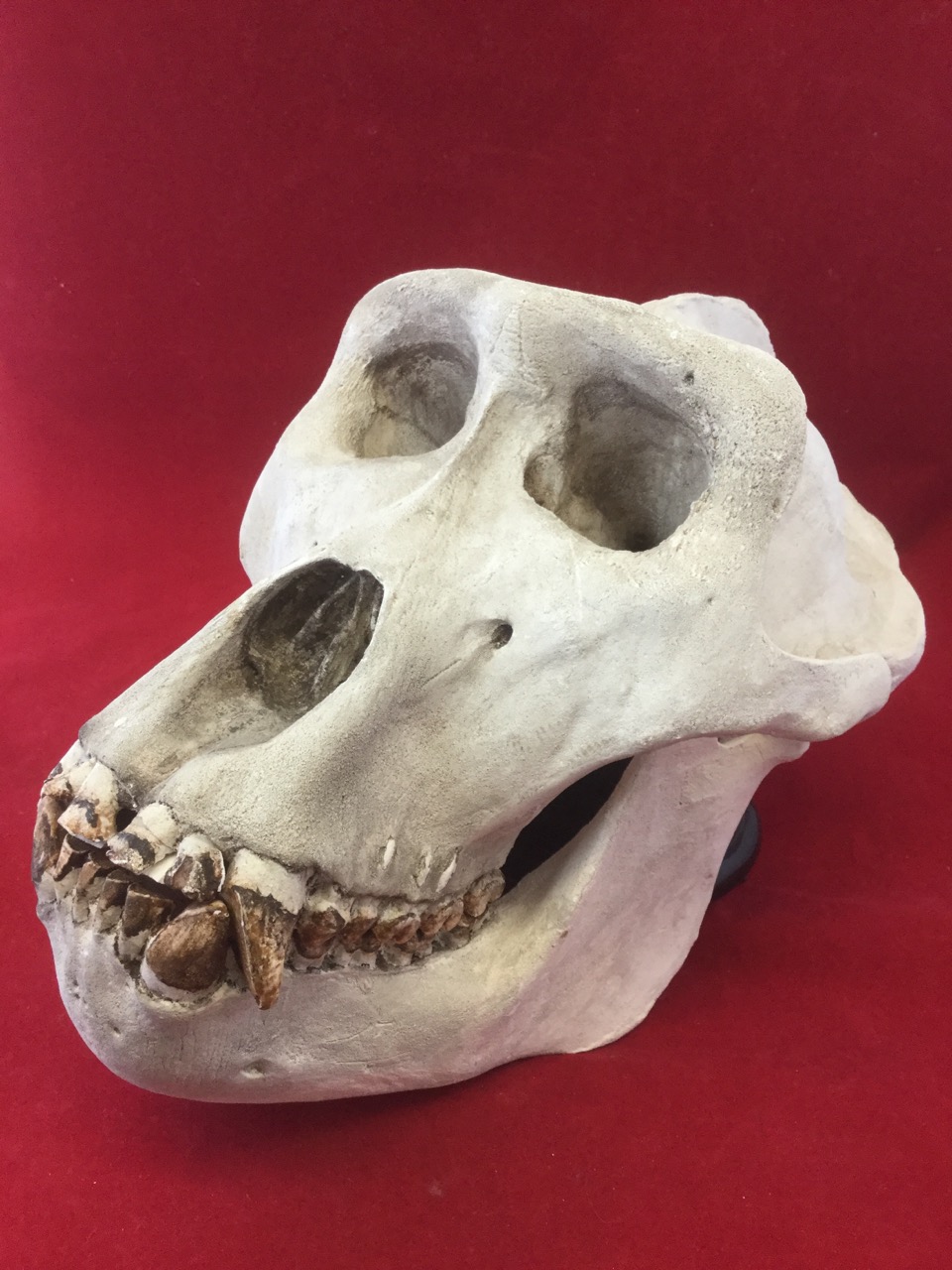 A cast gorilla skull, the head with articulated jaw modelled with teeth. (11.5in)