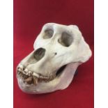 A cast gorilla skull, the head with articulated jaw modelled with teeth. (11.5in)
