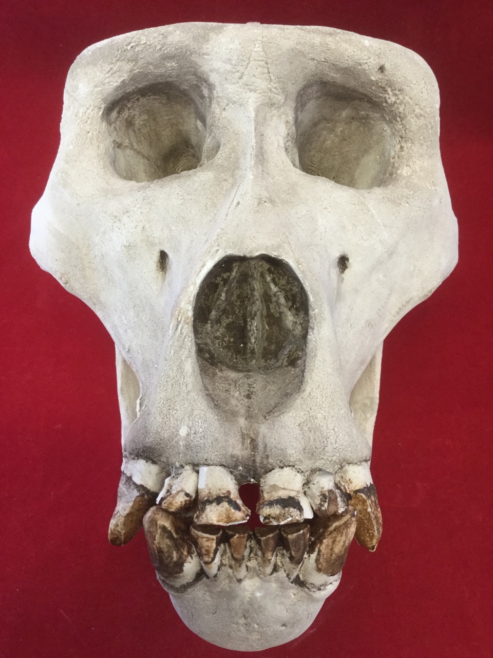 A cast gorilla skull, the head with articulated jaw modelled with teeth. (11.5in) - Image 3 of 3