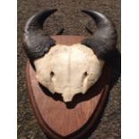 A nineteenth century horned skull, the head mounted on an oak shield.