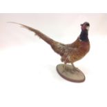 A taxidermied cock pheasant, the bird on oval plinth.