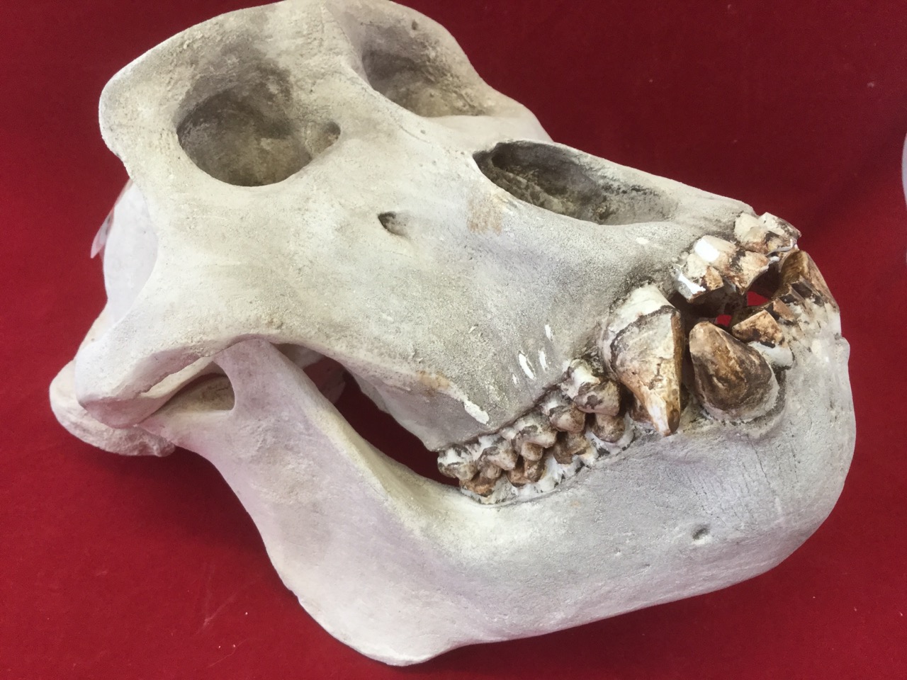 A cast gorilla skull, the head with articulated jaw modelled with teeth. (11.5in) - Image 2 of 3