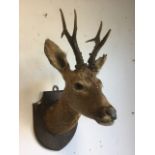 A Victorian taxidermy deer head by Edward Gerrard & Sons, mounted on an oak shield.