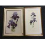 Elizabeth Cameron, a signed and numbered print of a Black Swan Iris, mounted & gilt framed