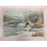 C Stanely Todd, Scottish coloured print, mallard ducks by waters edge, signed and dated in print,