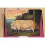 Late 19th century English Naive School oil on panel - a prize sow, unframed, 16.5cm x 20.