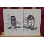 Noel Ripley (b. 1944), pair of ink and gouache studies of owls upon branches, signed, unframed, 21.