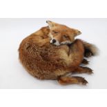 Taxidermy - a Fox in curled-up position,