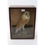 Taxidermy - late Victorian Barn Owl, in glazed case, bearing label verso for D.