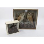 Taxidermy - pair late Victorian / Edwardian Barn Owls, in glazed case, 43cm high x 47cm wide,