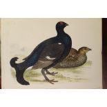 One volume - Morris British Game Birds And Wildfowl 1855, with sixty hand-coloured plates,