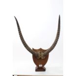 Pair of early 20th century Impala horns, mounted on an oak shield,