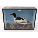 Taxidermy - Shelduck, in glazed black painted case, 40.