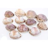 Rare set of ten Victorian carved cowrie shells - each cameo carved with crown and harness and the