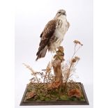 Preserved European Buzzard perched on a stump, on square base (A10 certificate in place),