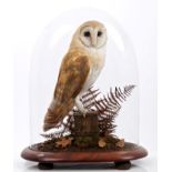 Preserved Barn Owl perched on a post under glass dome,