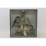 Victorian glazed case containing a Long-Eared Owl, Magpie, Jay and Red Squirrel on a birch branch,