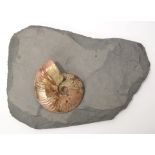 Iridescent ammonite in matrix, Jurassic period, approximately sixty million years old,