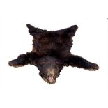 Edwardian Brown Bear rug with head mount,
