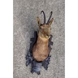 Late 19th century Austrian Mountain Deer mounted on a carved Black Forest shield, inscribed 'St.