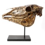 Tribal carved Timor skull, incised with animal and geometric motifs, 48cm wide,