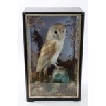 Edwardian glazed case containing a Barn Owl perched on a rock in naturalistic setting,