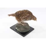 An English Partridge mounted on a rock and square base, from the Peter Farringdon Collection,