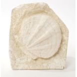 Fossilized scallop, Pecteu Miocene period, eight to ten million years old, from Lacoste, France,