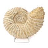 Large ammonite specimen, Cretaceous period, Agadir, Movoto, approximately ninety million years old,