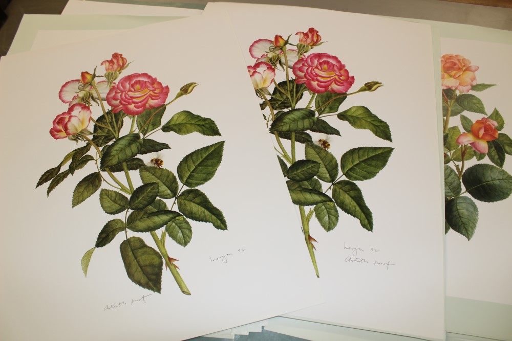 *Glyn Morgan (1926 - 2015), collection of unframed botanical illustrations, - Image 4 of 4