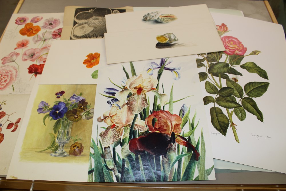 *Glyn Morgan (1926 - 2015), collection of unframed botanical illustrations,