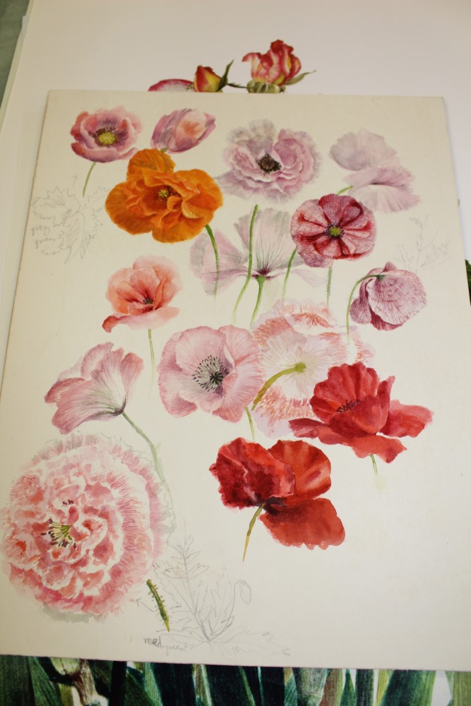 *Glyn Morgan (1926 - 2015), collection of unframed botanical illustrations, - Image 2 of 4