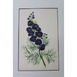 Collection of seven early 19th century English School botanical watercolours,