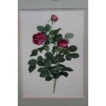 *Glyn Morgan (1926 - 2015), fine botanical watercolour - Rose de Rescht, signed and dated '89,