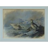 Archibald Thorburn (1860 - 1935), watercolour - Ptarmigan on the hill, signed, in glazed gilt frame,