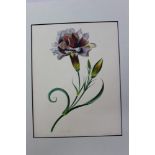 Collection of five early 19th century English School botanical watercolours,