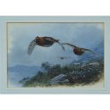 Archibald Thorburn (1860 - 1935), watercolour - Red Grouse over the heather, signed,